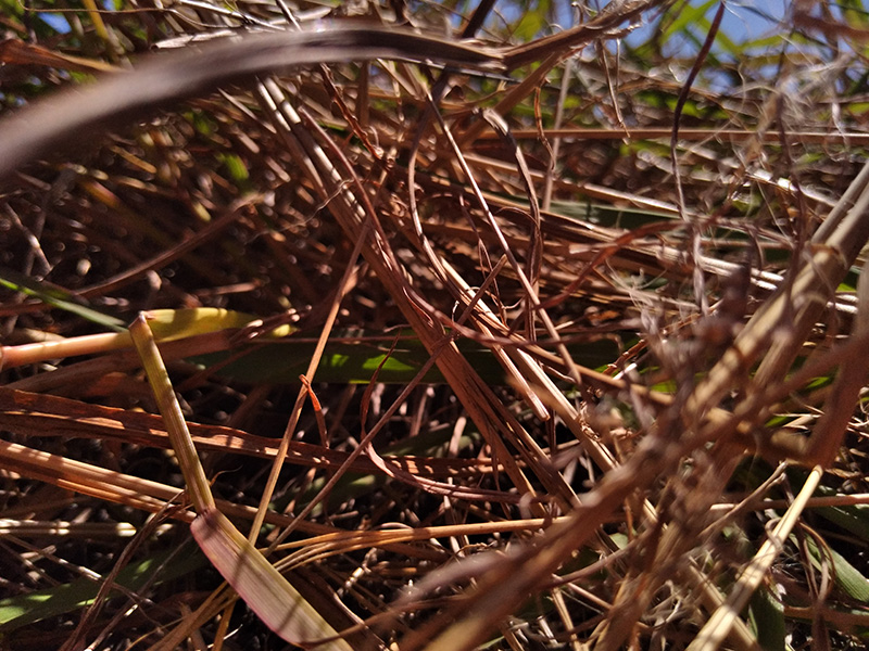 Photograph of Circular Grass Field